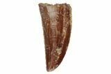 Serrated, Raptor Tooth - Real Dinosaur Tooth #234906-1